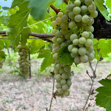 Landhuis Podere La Fornace